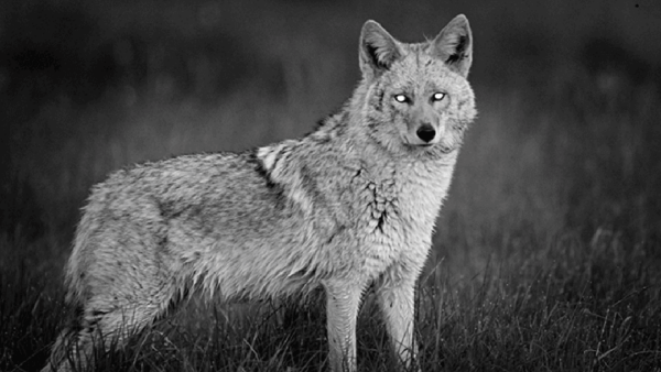 Binox 4k v 05 600x338 png