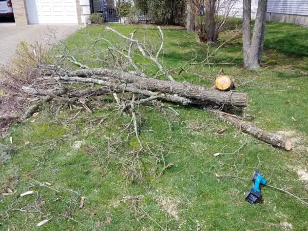 91oVzmaNbWL 600x450 jpg